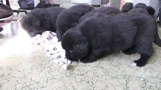 Newfoundland Puppies For Sale