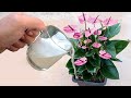 INCREDIBLE Just 1 Glass Makes So Many Flowers Explode Any Plant