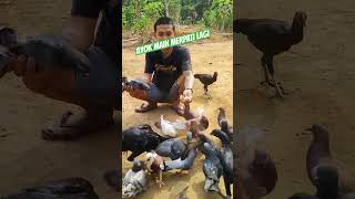 Download lagu jinak jinak merpati #merpatibalap #merpatikolong #merpati#merpati #shorts mp3