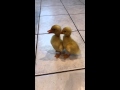 Little Ducklings Quack Cute Baby Ducks