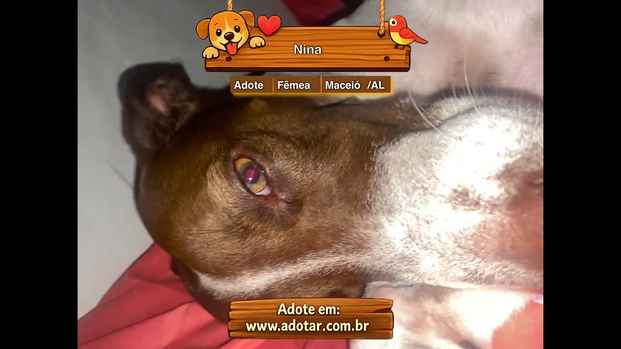 Cachorro raça SRD-ViraLata idade 5 anos nome Nina 