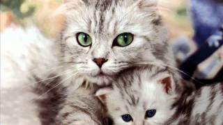 Y'in a qu'pour li.wmv