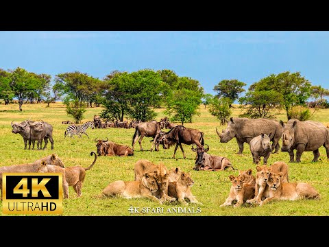 "Arusha National Park Safari Adventure" 4k Film and relaxing music