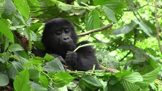 Trek Gorilla Safaris - 128