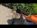 Eliminating the Cicada Killer Wasps in Dunellen, NJ