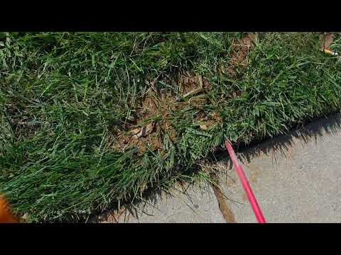 Eliminating the Cicada Killer Wasps in Dunellen, NJ