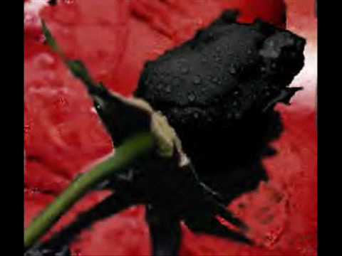 Für meen Käferchen