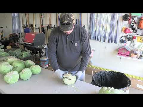 Making Sauerkraut in Eastern Lancaster County