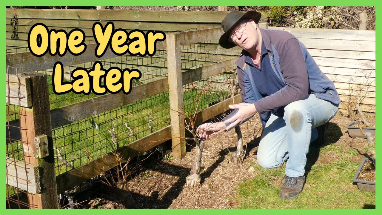 How to grow BIGGER Trunks & Branches on your Bonsai