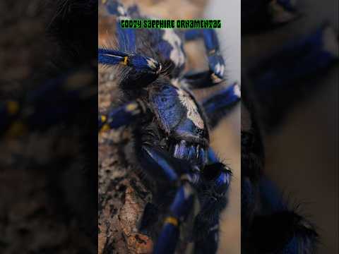 Tarantula Hypnosis Myth: Understanding Spider Behavior & Care