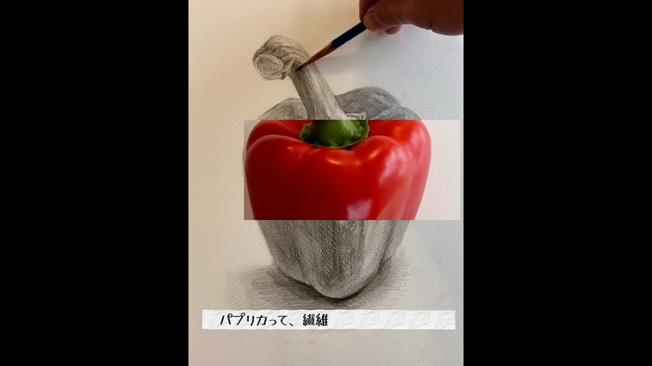 【タイムラプス】パプリカのデッサン　#drawing #デッサン #絵の描き方 #art #美術
