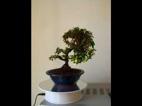 Bonsai Zwergmispel Cotoneaster