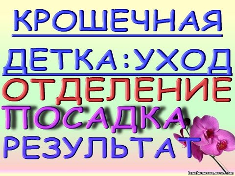 ВСЕ об УХОДЕ за ДЕТКОЙ ОРХИДЕИ.Детка орхидеи на цветоносе:отделение,посадка,уход,результат.