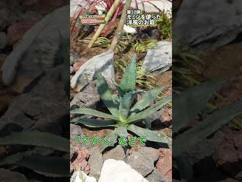 庭のイロハモミジは、派手な色をした気取らない木です！  庭園