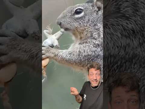 Carnivorous Squirrels are now a thing