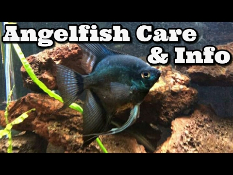 Angelfish Care & Information Freshwater Angelfish