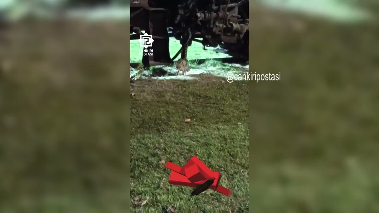 Çankırı’da aç kalan tilki şehrin göbeğine indi