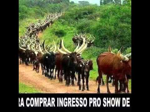 Mc marquin mc joaozin