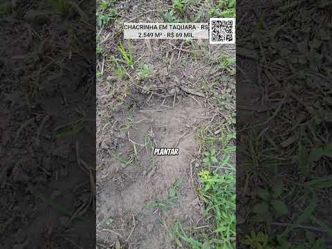 [1000] CHÁCARA EM TAQUARA 2.549 M², FRUTÍFERAS, ROÇA, LUZ, POÇO ARTESIANO R$ 69 MIL #chacara