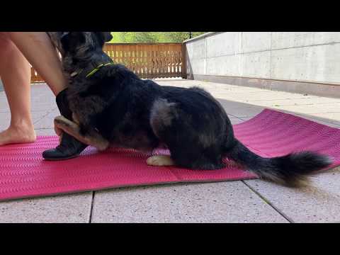 My dog Joey takes off my boots ( by Glenny Border )