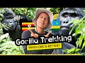 Epic Gorilla Trekking In Uganda Vs Rwanda A Powerful Wildlife Experience