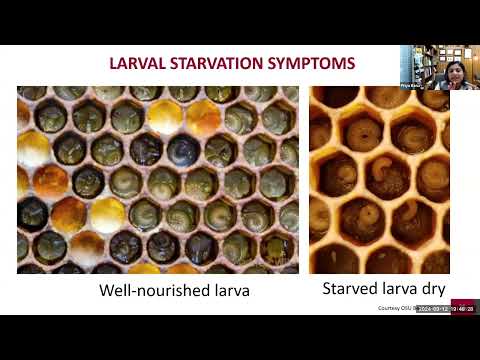 Honey Bee Nutrition-Dr. Priya Basu, Honeybee Health Coalition; a  NY Bee Wellness webinar