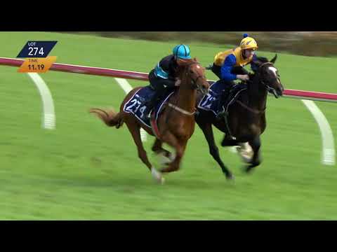 Reliable Man colt Breeze Up