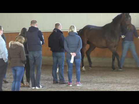 12 Hengst v. Don Nobless