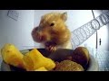 Inside a hamsters cheeks | Pets - Wild at Heart.