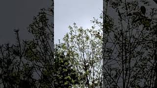 Download lagu rose breasted grosbeak's morning song #maine #birdsounds #birds #birding #countrylife #nature mp3 Download lagu rose breasted grosbeak's morning song #maine #birdsounds #birds #birding #countrylife #nature mp3