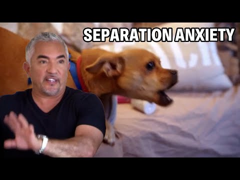 Fix Dog Separation Anxiety | Dog Nation Episode 7 - Part 2