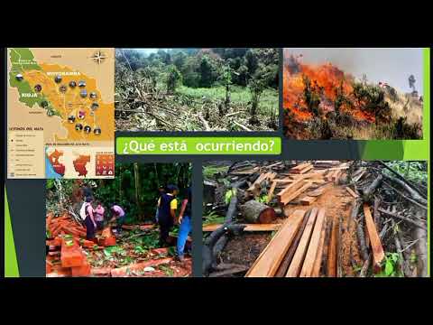 El bosque de protección de Alto Mayo - Rioja-San Martin - Perú 