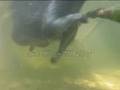 Waschbär Raccoon Molly Schwimmt Swimming Unterwasser Ansicht Underwater View