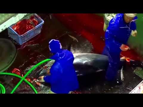 Amazing Giant Longline Bluefin Tuna Fishing in the Asia Sea