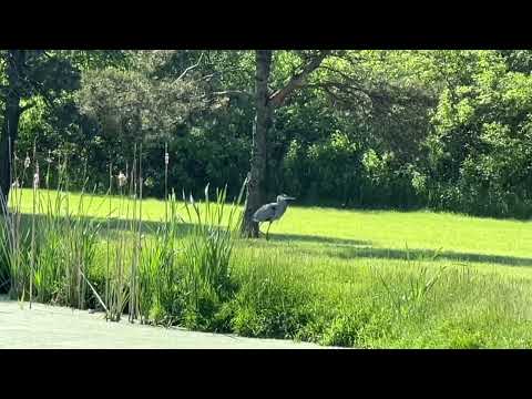 Great Blue Heron #birds #wildlife #nature