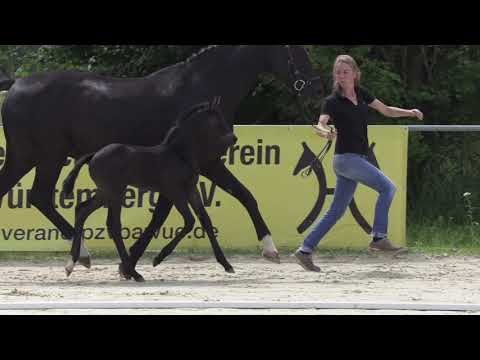 SF Morricone   Sandro Hit