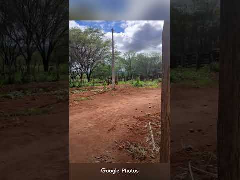 Faz santa maria Nova Redenção Bahia