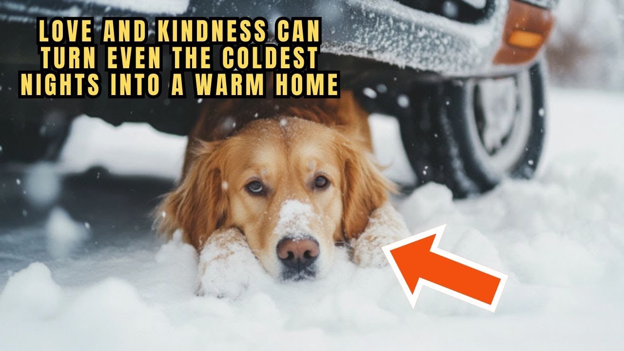 Abandoned in the Snow, a Helpless Puppy Hides Under a Car—As the World Walks Past | Dog stories