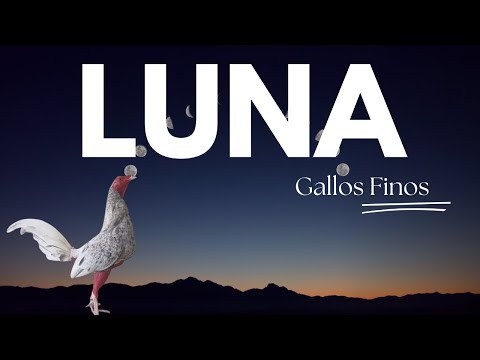 The Night Reveals Its Secrets: Can the Moon Affect Our Roosters?