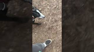 Video preview image #1 Border Collie-Unknown Mix Puppy For Sale in Milwaukie, OR, USA