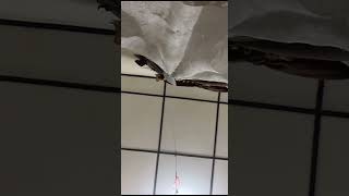 Download lagu Desi chahyati pov spongsbob mp3