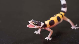 r/AITA Boyfriend Trashed My Pet Gecko