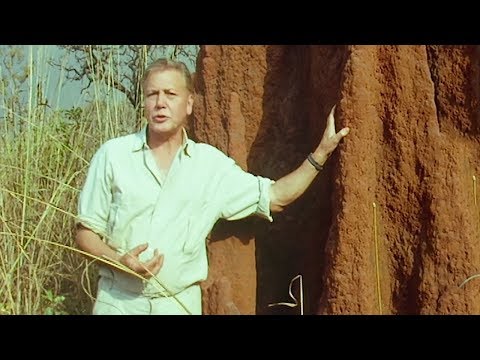 Fascinating Termite Architecture | Trials Of Life | BBC Earth