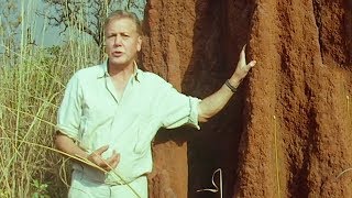 אדריכלות טרמיטים מרתקת | ניסיונות החיים | BBC Earth
