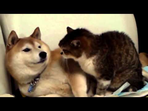 Lustige Tiere Videos Witzige Tiere Videos, lustige Tiervideos Teil 5 ~ Witzigstes Anim