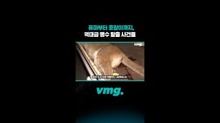 퓨마부터 호랑이까지, 역대급 맹수 탈출 사건들 / 비디오머그 #shorts