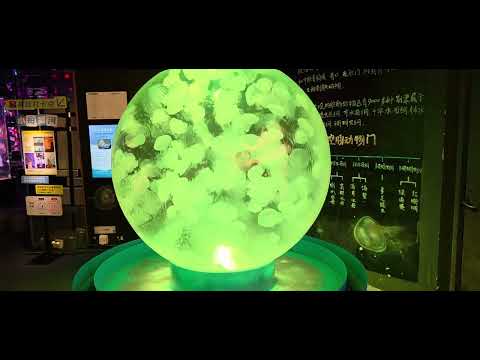 Moon Jellyfish (Aurelia aurita)