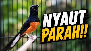 Download lagu PANCINGAN MURAI BATU PAGI HARI FULL ISIAN TEMBAKAN, AMPUH BIKIN MURAI BATU BONGKAR ISIAN mp3 Download lagu PANCINGAN MURAI BATU PAGI HARI FULL ISIAN TEMBAKAN, AMPUH BIKIN MURAI BATU BONGKAR ISIAN mp3
