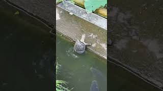 🇯🇵不忍池の亀🐢