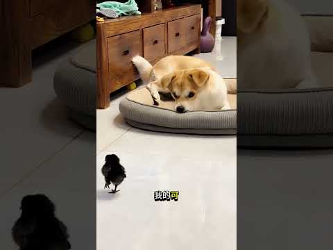 狗狗霸占了鸟儿的窝……然后就发生了这种事！😱